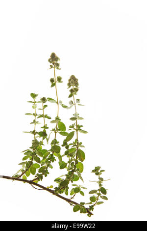 La marjolaine Origanum majorana (sucré) Banque D'Images