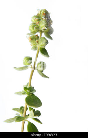 La marjolaine Origanum majorana (sucré) Banque D'Images
