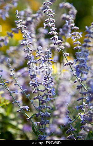 Perovskia atriplicifolia (Perowskie d'argent) Banque D'Images