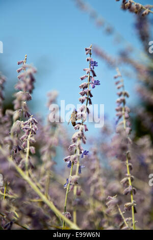 Perovskia atriplicifolia (Perowskie d'argent) Banque D'Images