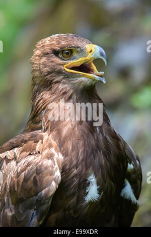 Gros plan de la tête d'une belle eagle Banque D'Images