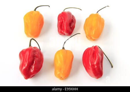 Le Habanero piment (Capsicum chinense) Banque D'Images