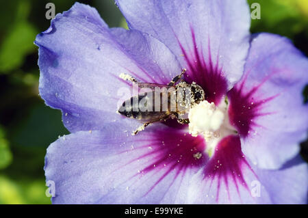 Couvert d'abeilles dans le pollen Banque D'Images