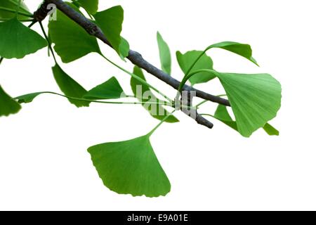 Feuilles fraîches Ginkgo sur fond blanc Banque D'Images