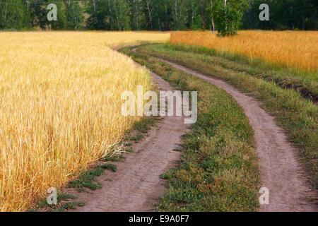 Country road in wheat field Banque D'Images