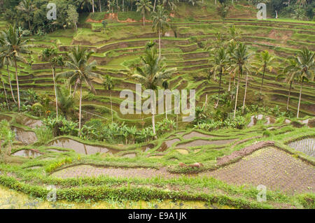 Terrasses de riz dans un point de vue à Tegallalang, 12 km d'Ubud. Bali. Champ de riz situé autour du temple dans le Gunung Kaki 100 Banque D'Images