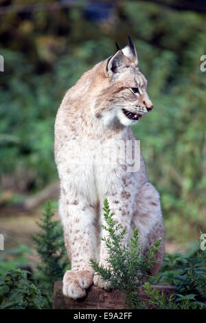 Un seul Lynx assis sur un journal à droite Banque D'Images