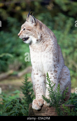 Un seul Lynx assis sur un journal de gauche à Banque D'Images