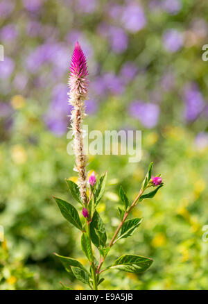 Red Hot poker plante dans jardin tropical Banque D'Images