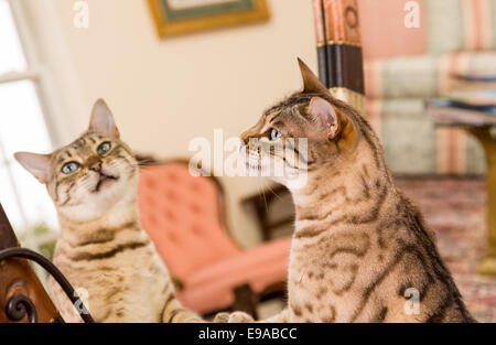 Bengal brun-orange, ce qui reflète en miroir Banque D'Images