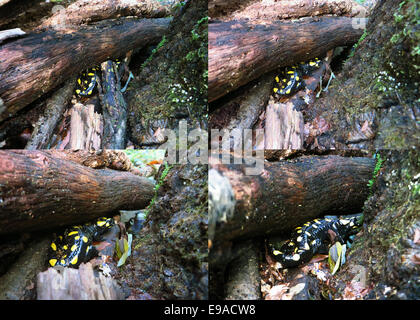 Salamandre de feu amphibiens colorés en milieu naturel Banque D'Images