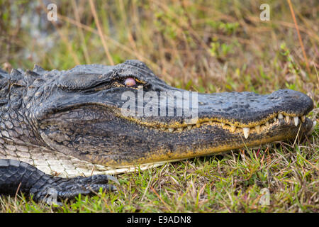 Close up de alligator Everglades en tête Banque D'Images