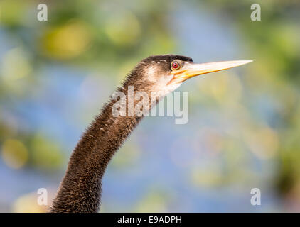 Close up de l'anhinga oiseau dans Everglades Banque D'Images