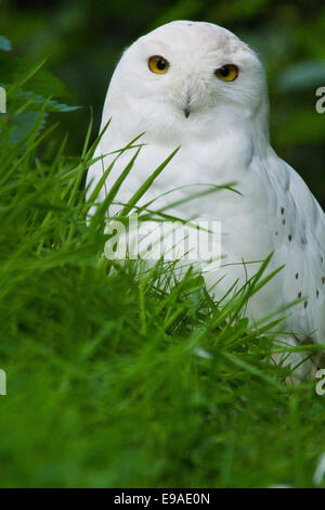 Le harfang des neiges (Bubo scandiacus) Banque D'Images