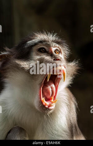 Singe mangabey fuligineux en colère (Cercocebus atys lunulatus ) Banque D'Images