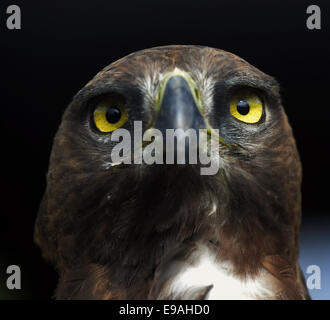 Close-up Portrait of a aigle martial (Polemaetus bellicosus), Afrique du Sud Banque D'Images