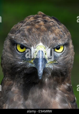 Close-up Portrait of a aigle martial (Polemaetus bellicosus), Banque D'Images