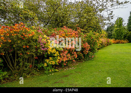 Hazlehead Park Azalea Border Banque D'Images