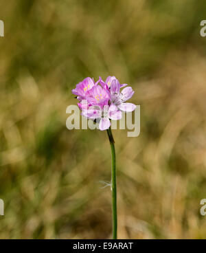 Wild Flower Sea Thrift Banque D'Images