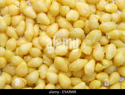 Ginkgo doux Banque D'Images