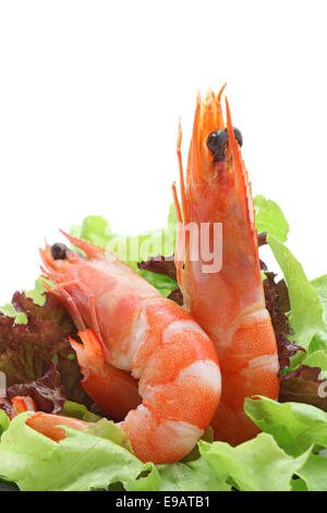 Salade de crevettes cocktail Banque D'Images