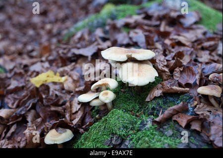 Des champignons vénéneux dans la forêt Banque D'Images