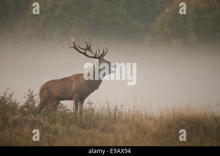 Red Deer stag rugir dans la brume Banque D'Images