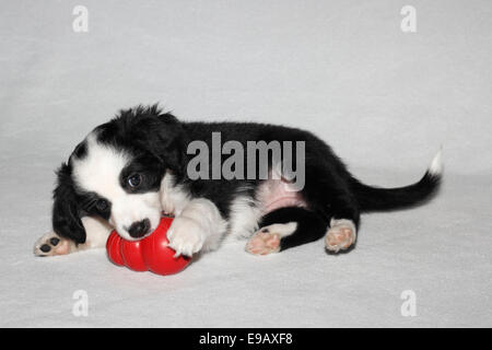 American Shepherd miniature, Miniature également, berger australien chiot jouer avec un jouet Kong rouge Banque D'Images