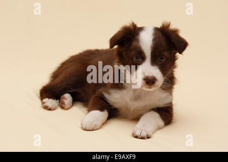 American Shepherd miniature, Miniature également, berger australien, chiot 7 semaines Banque D'Images