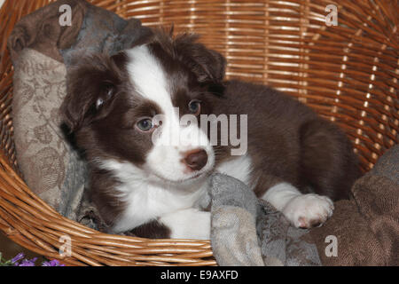 American Shepherd miniature, Miniature également, berger australien, chiot 7 semaines, couché dans une chaise en osier Banque D'Images