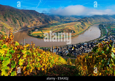 Boucle de la Moselle à l'automne, vue de Calmont Bremm, Rhénanie-Palatinat, Allemagne Banque D'Images