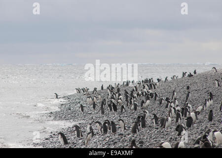 Les manchots Adélie (Pygoscelis adeliae), colonie, l'île Paulet, Péninsule Antarctique, l'Antarctique Banque D'Images