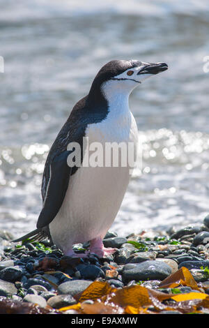 Manchot à Jugulaire (Pygoscelis antarcticus), Hannah Point, l'île Livingston, l'Antarctique Banque D'Images