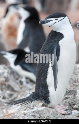 Manchot à Jugulaire (Pygoscelis antarcticus), Hannah Point, l'île Livingston, l'Antarctique Banque D'Images