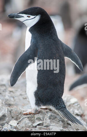 Manchot à Jugulaire (Pygoscelis antarcticus), Hannah Point, l'île Livingston, l'Antarctique Banque D'Images