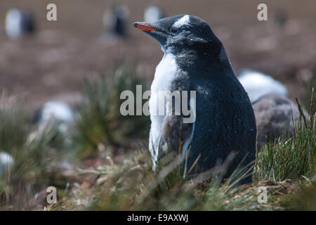 Gentoo pingouin (Pygoscelis papua), juvénile, Godthul, Géorgie du Sud et les îles Sandwich du Sud, Royaume-Uni Banque D'Images