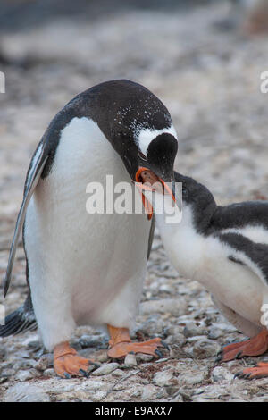 Gentoo pingouin (Pygoscelis papua) nourrir les jeunes, Brown Bluff, Péninsule Antarctique, l'Antarctique Banque D'Images