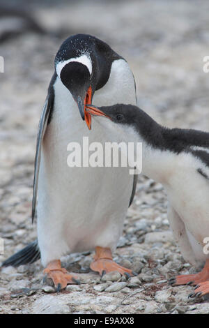 Gentoo pingouin (Pygoscelis papua) nourrir les jeunes, Brown Bluff, Péninsule Antarctique, l'Antarctique Banque D'Images