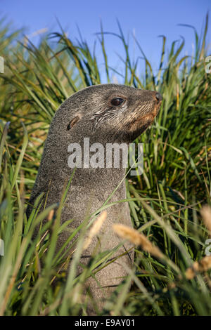 Argentina (Arctocephalus gazella) dans l'herbe haute, à la plaine de Salisbury, Géorgie du Sud et les îles Sandwich du Sud Banque D'Images