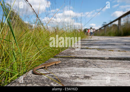 Le lézard vivipare (Zootoca vivipara) au soleil sur un trottoir, lande de Lunebourg Pietzmoor, réserve naturelle, Schneverdingen Banque D'Images