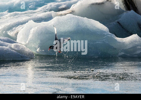 Sterne arctique (Sterna paradisaea) pêche, icebergs, lac Glacier Glacier Jökulsárlón, lagune, glacier Vatnajökull, Austurland Banque D'Images