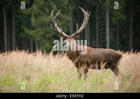 Red Deer (Cervus elaphus), Stag, captive, Saxe, Allemagne Banque D'Images