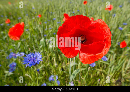 Poppyor commun Coquelicot (Papaver rhoeas) et de bleuet (Centaurea cyanus), la floraison d'un champ, Thuringe, Allemagne Banque D'Images