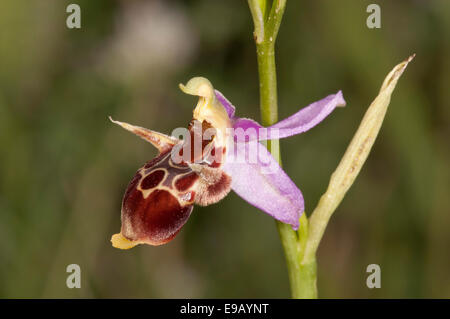 Woodcock Bee-orchid (Ophrys scolopax ssp. cornuta), fleurs simples, Macédoine, Grèce Banque D'Images