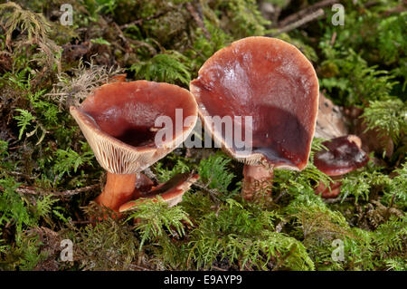 Bruant Milkcap (Lactarius rufus), Bade-Wurtemberg, Allemagne Banque D'Images