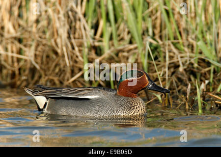 Sarcelle d'hiver (Anas crecca), Drake, plaque d'Strohauser river island, South Carolina, United States Banque D'Images