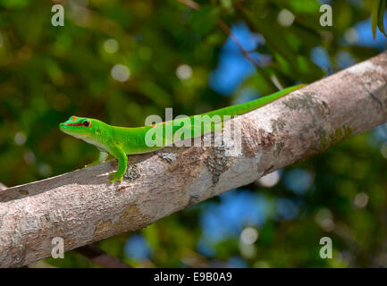Jour géant (Phelsuma madagascariensis grandis Gecko), Ankany ny Nofy, Madagascar Banque D'Images