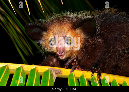 Aye-aye (Daubentonia madagascariensis), le Parc National de Masoala, à Madagascar Banque D'Images