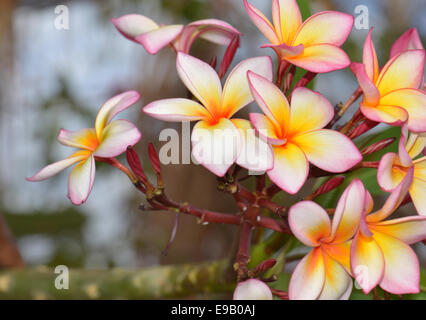 Fleurs de frangipanier (Plumeria sp.), Madagascar Banque D'Images