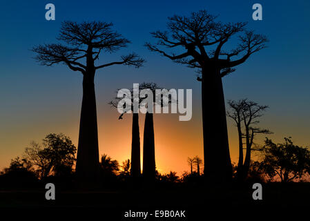 Baobab de Grandidier ou Baobabs (Adansonia grandidieri) sur l'Avenue de baobabs au coucher du soleil, Morondava, Madagascar Banque D'Images